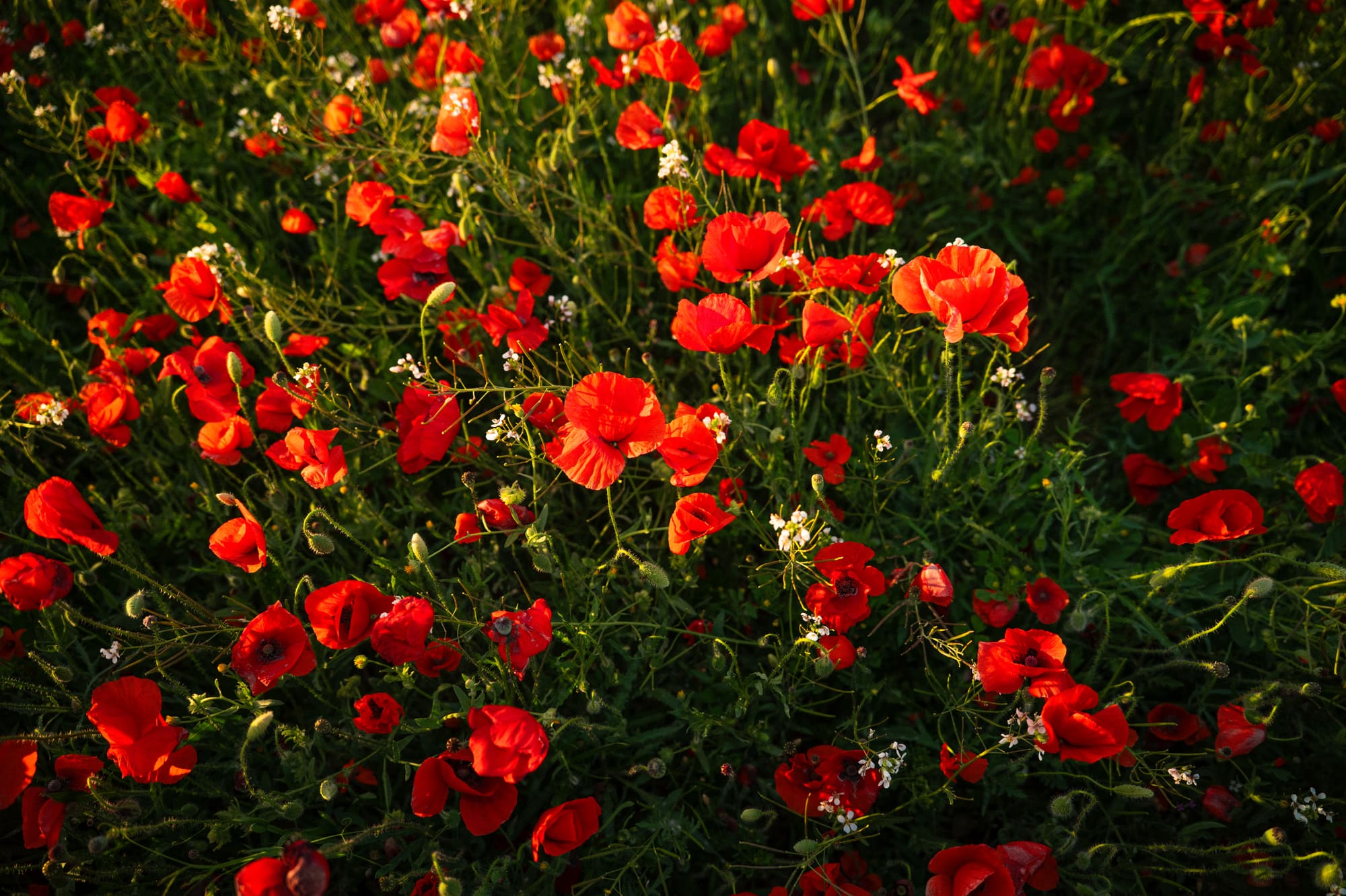 Colección primavera flores de eroL, imagen 6